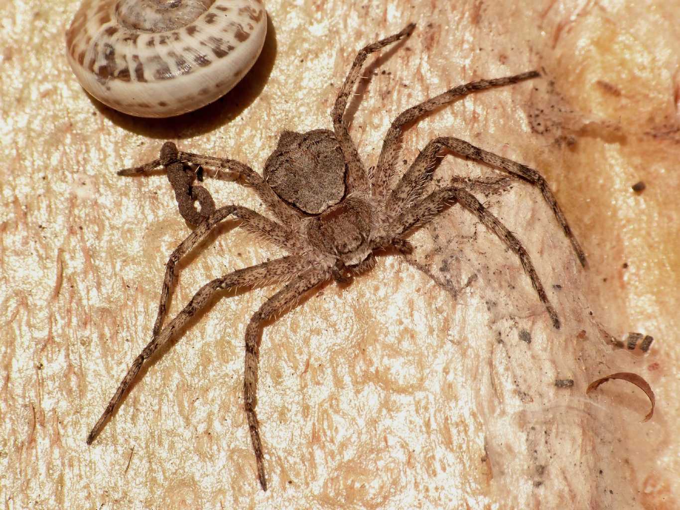 Philodromus margaritatus, maschio e femmina - Ostia (RM)